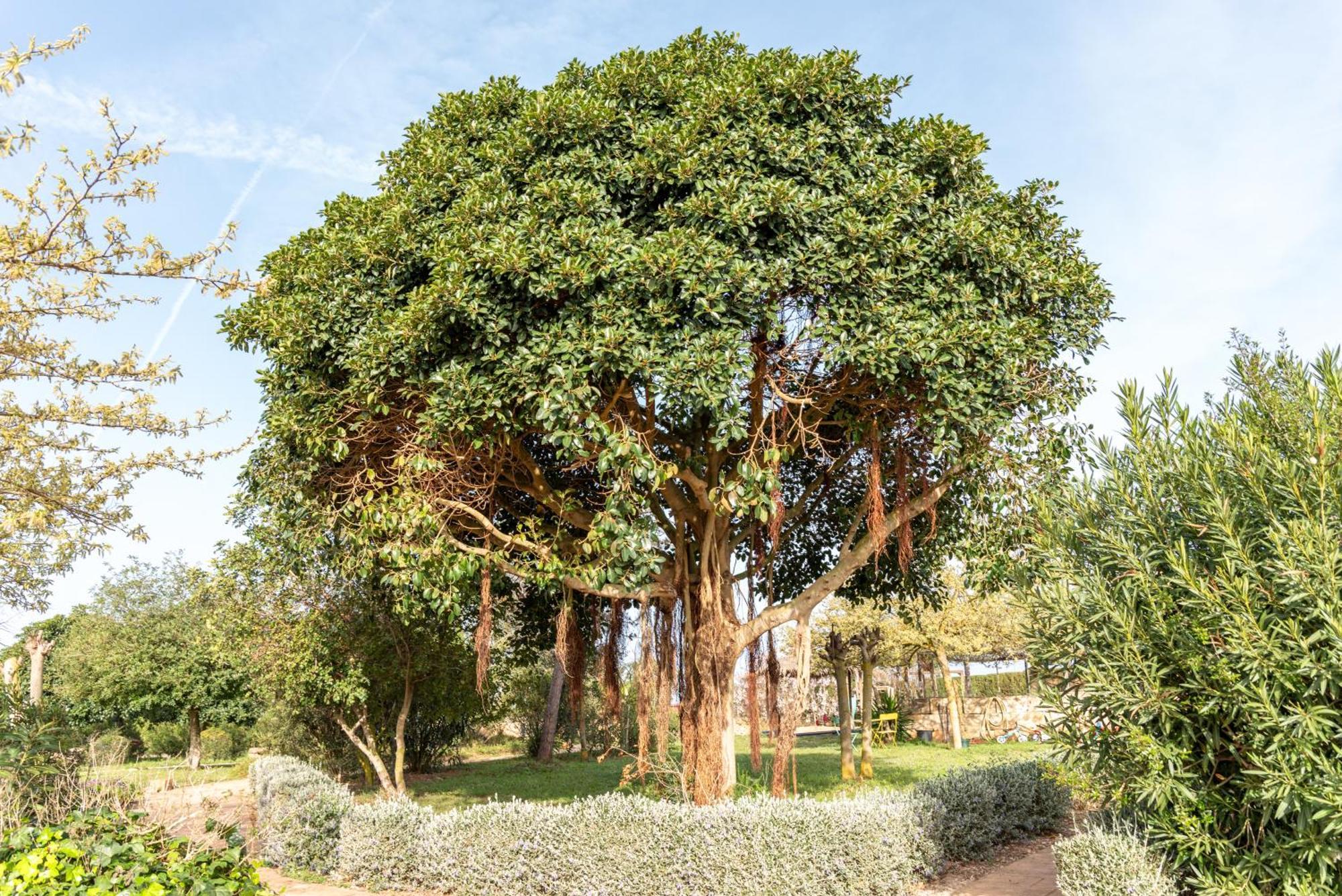 Agroturismo Can Pere Rei Son Serra de Marina Εξωτερικό φωτογραφία