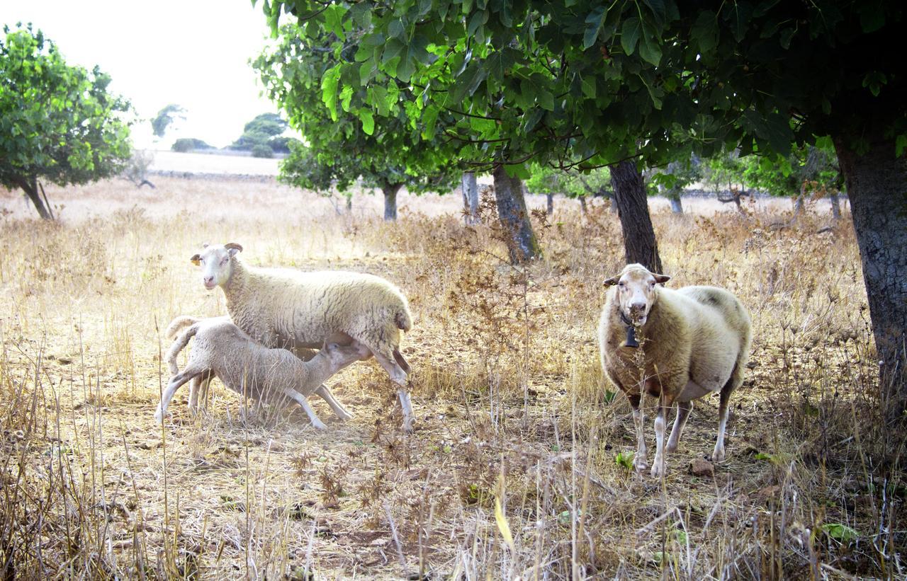 Agroturismo Can Pere Rei Son Serra de Marina Εξωτερικό φωτογραφία